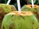 coconet advantage
